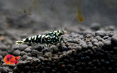 Black Galaxy Caridina Shrimp - Grade SSS++